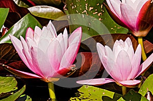 Vibrant pink water lillies in a pond