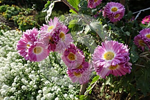 Vibrant pink and white flowers of semidouble Chrysanthemums