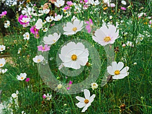 Vibrant pink and white summer flowering Cosmos flowers in soft summer sunshine