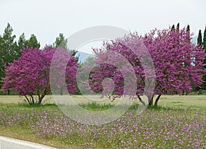 Vibrant pink wild flowering trees along the country roadside in Spring