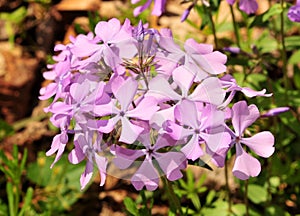 Vibrant pink woodland phlox flowers in a spring forest
