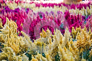 Vibrant pink yellow red purple celosia argentea cockscomb plant