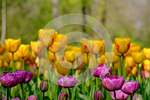 Vibrant pink and yellow tulips on display at Keukenhof Gardens, Lisse, South Holland