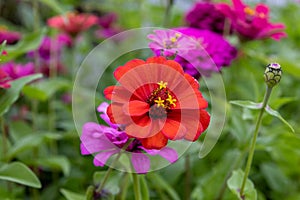 Vibrant pink zinnia flowers - yellow stamen - lush green leaves