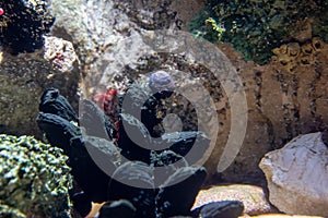 Underwater view of vibrant planted aquarium