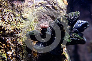 Underwater view of vibrant planted aquarium