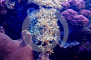 Underwater view of vibrant planted aquarium