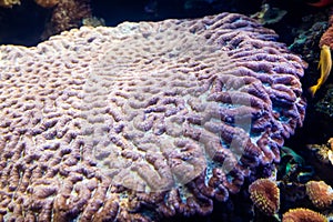 Underwater view of vibrant planted aquarium