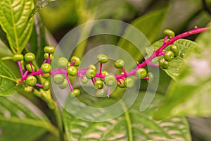 Vibrant pokeweed macro