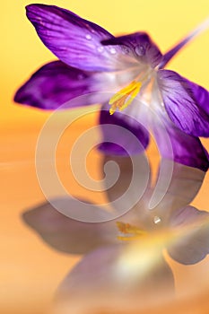 A vibrant portrait of a purple crocus flower hanging above a still water surface, which acts like an almost perfect mirror,