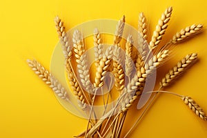 Vibrant portrayal of wheat, oats, and barley isolated on yellow