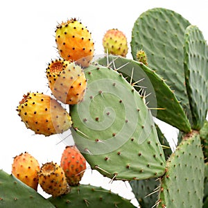 Prickly Pear Cactus photo