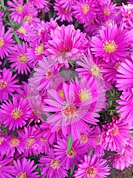 Vibrant purple Aster Dumosus flowers in autumn