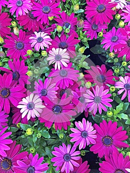 Vibrant purple Cape Marguerite Daisies