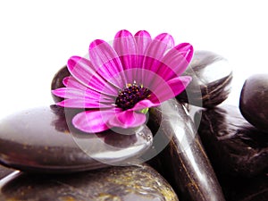 A vibrant purple Cape Marguerite Daisy with stones