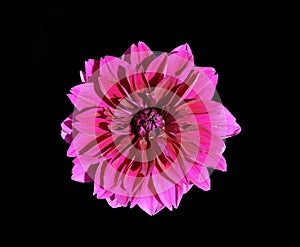 Vibrant purple dahlia isolated