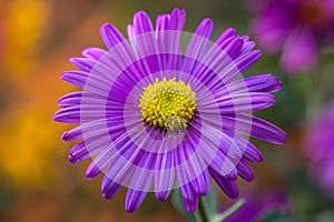 Vibrant Purple Daisy Bloom with Yellow Center in Lush Garden Setting - Floral Beauty in Nature Photography