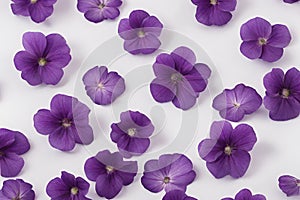 Vibrant Purple Flower on Clean White Background - Floral Beauty