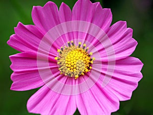 Vibrant Purple Flower and its Stamen and Pistil