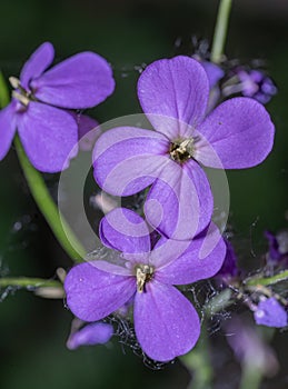 Vibrant Purple Flower Petals with Green Stems in the Forest