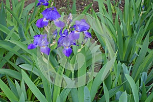 Vibrant purple flowers of bearded irises