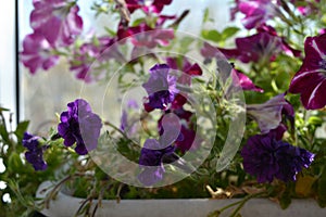 Vibrant purple flowers of petunia double. Balcony greening