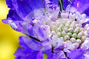 Vibrant Purple, Fuzzy Flower Against Beautiful Yellow Background