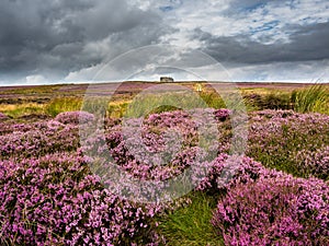 Vibrant purple heather on Yorkshire moors