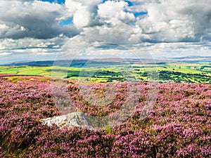 Vibrant purple heather on Yorkshire Moors