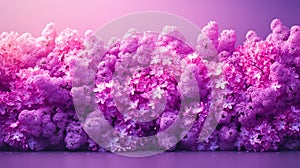 Vibrant Purple Lilac Bushes in Full Bloom. Spring backgrounds and floral themes