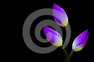 Vibrant purple lotus flower buds against black background