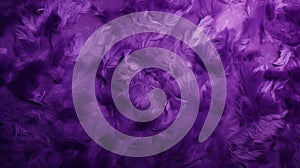 Vibrant Purple Ostrich Feather Close-up On Smokey Background