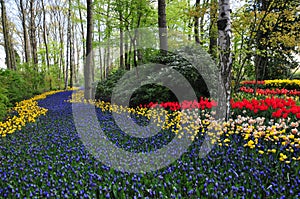 Vibrant purple path or river flowers bed in Netherlands. Power of Springtime in keukenhof Garden, Holland