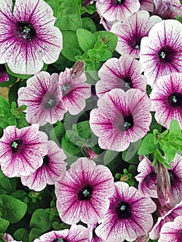 Vibrant purple petunia flowers