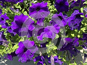 Vibrant Purple Petunia Flowers in Spring in the Garden