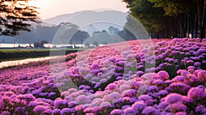 Vibrant Purple And Pink Flowers In A Stunning North Thailand Garden