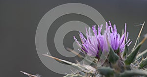 Vibrant Purple Thistle in Soft Morning Light