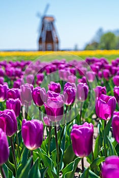 Vibrant purple tulips with windmill in blurred background