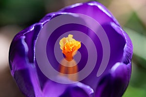 Vibrant purple violet crocus flower macro abstract blurred background with selective focus on petal edges and fresh rain drops