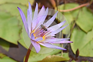 Vibrant purple water Lily with a bee collecting some pollen. Nature preservation, endangered species, ecosystem.