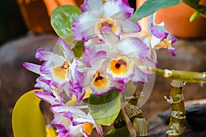 Vibrant purple white and yellow orchids in bloom in a greenhouse