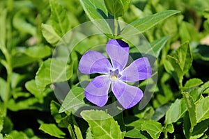 Vibrant Purple Wildflower