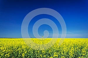 Vibrant rapefield and blue sky.