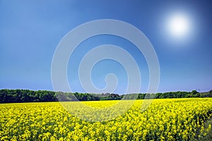 Vibrant rapefield and blue sky.