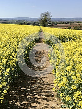 Vibrant rapeseed field in hilltop