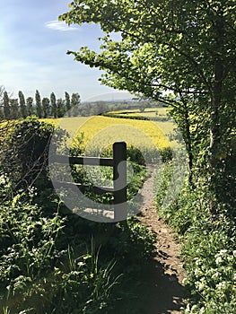 Vibrant rapeseed field with stile and path