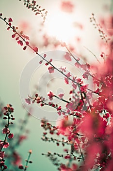 Vibrant red asian sakura background