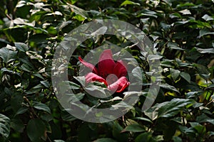 Vibrant red Bombax flower blooming atop a backdrop of lush green foliage