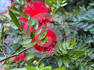 Vibrant red bottle brush flower with lush green leaves