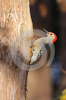 Vibrant red-breasted woodpecker perched atop the bark of a tall tree trunk